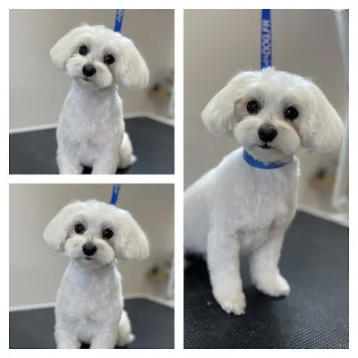 Psia Odnowa - Spa dla Psa Barbara Turska